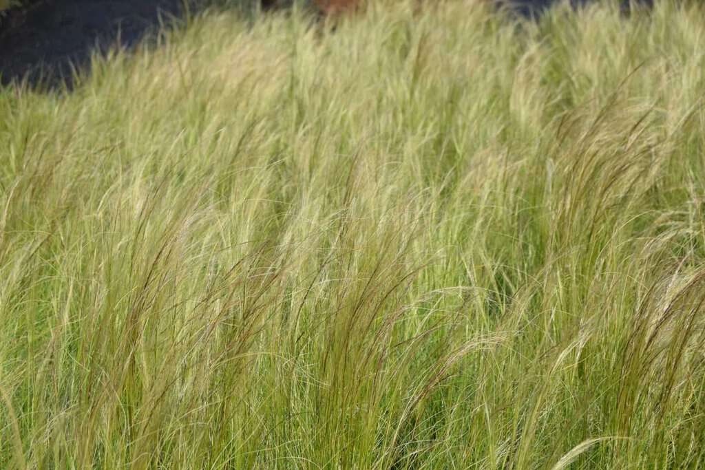 Stipa tenuissima ---